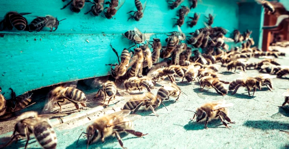 Roiurile de albine se dezvoltă mult mai rapid în oraşe decât în zonele agricole