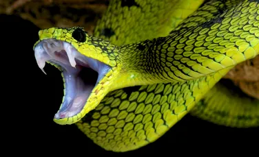 Cele mai ciudate efecte ale muşcăturilor de şerpi veninoşi