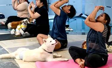 Yoga pentru căței, numită și „doga”, interzisă în Italia