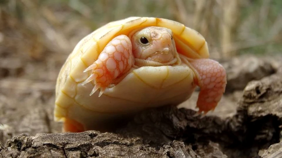 Caz extrem de rar: broască ţestoasă atinsă de albinism