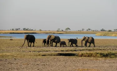 Ce rămâne după moartea unui elefant? Locul în care cade continuă să influențeze savana cel puțin opt ani