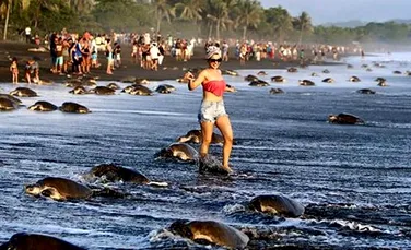 Biologii sunt revoltaţi. Ce a făcut un grup de turişti pe o plajă pe care sute de mii de broaşte ţestoase depun ouă