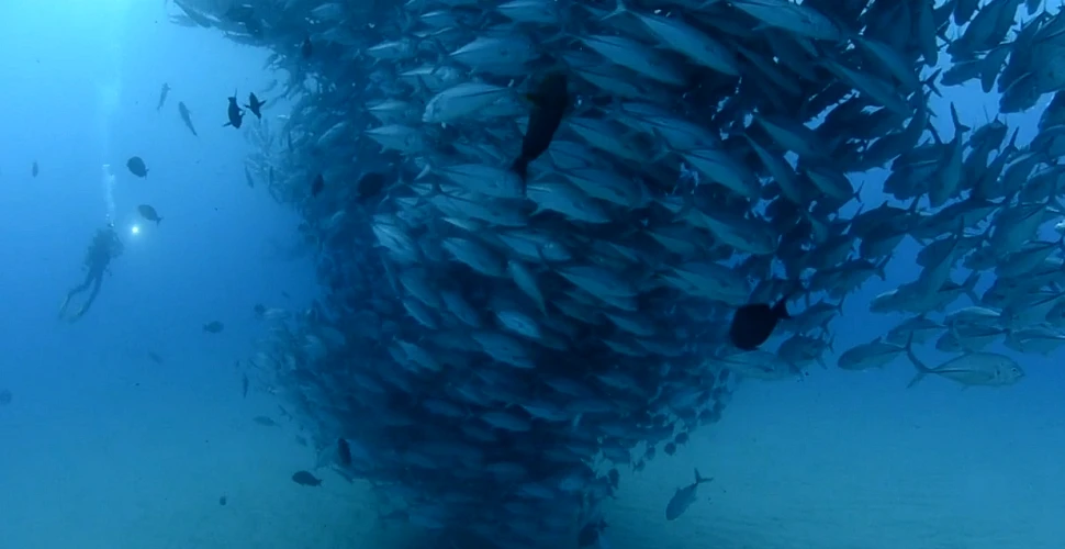 Un fenomen spectaculos – „tornada de peşti” – a fost filmat în Mexic (VIDEO)