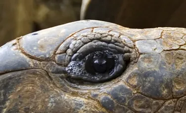 Cea mai veche fosilă a unei ţestoase. Oamenii de ştiinţă au fost uimiţi când au descoperit-o