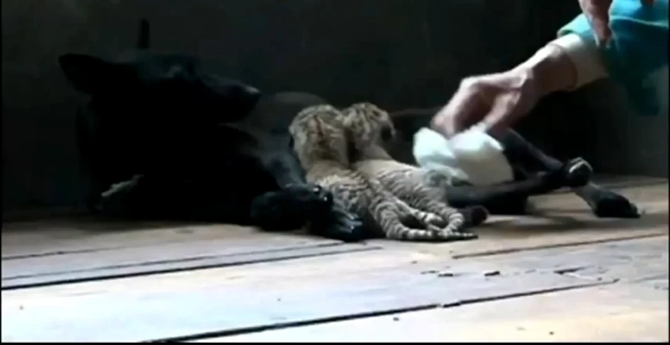 O căţea a devenit mamă-surogat pentru doi ligri! (VIDEO)