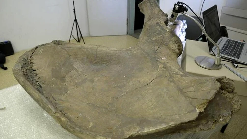 Ce elefanți vânau neanderthalienii pe scară largă în urmă cu 125.000 de ani?