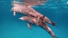 Delfinii își tratează problemele pielii folosind corali. Cercetătorii, surprinși de ultimele descoperiri