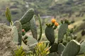 O specie de cactus a invadat o regiune neașteptată din lume