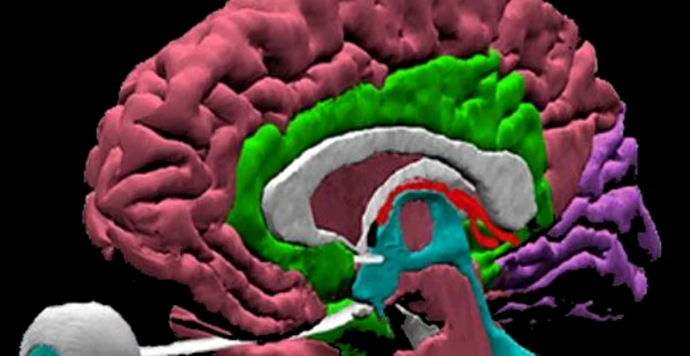 Cercetatorii rusi au descoperit « sediul » constiintei umane