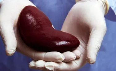 Primul transplant de organe de la porc la om ar putea avea loc anul acesta