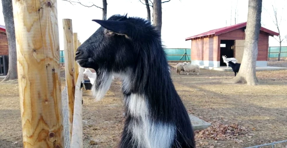 O fermă a animalelor salvate a fost deschisă în cadrul Sanctuarului de Urşi Libearty din Braşov