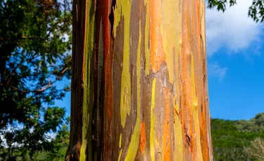 Eucaliptul curcubeu: arborele cu scoarță multicoloră care pare pictat manual