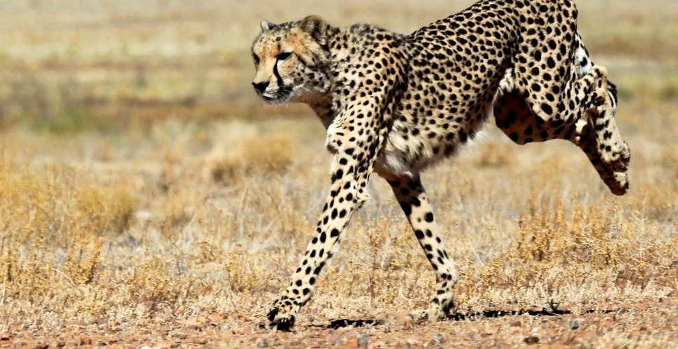 Adio, gheparzi! Cel mai rapid animal terestru o să dispară în scurt timp – iată de ce (VIDEO)
