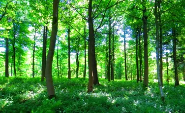 Peste două mii de hectare de păduri, incluse în Catalogul Național al Pădurilor Virgine