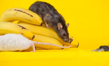 Șoarecii masculi se tem de banane, iar cercetătorii au descoperit, din greșeală, motivul