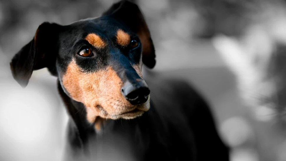 Care animale percep timpul cel mai rapid și cum le ajută asta?