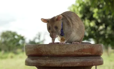 Magawa, primul șoarece care primește o medalie de aur pentru curaj și devotament