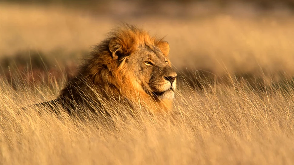 Leul Cecil a ”suferit cruzimi cumplite” timp de 12 ore înainte să moară din cauza rănilor provocate de un vânător de trofee