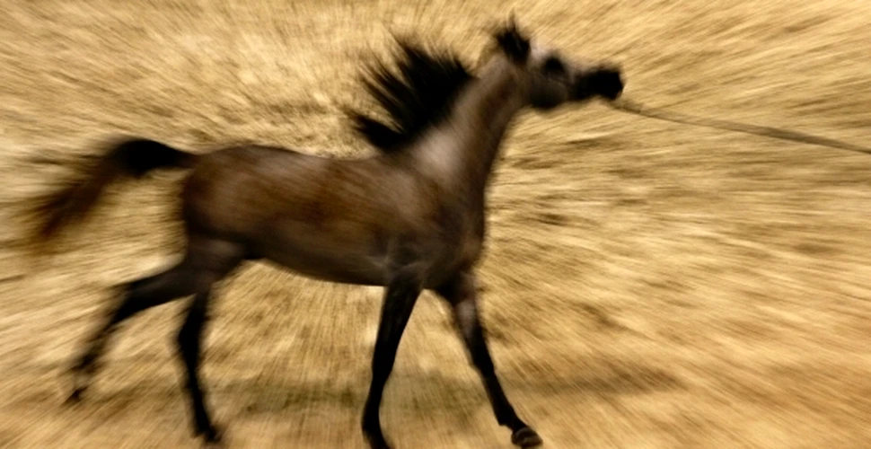 În Arabia Saudită, caii au fost domesticiţi acum 9.000 de ani