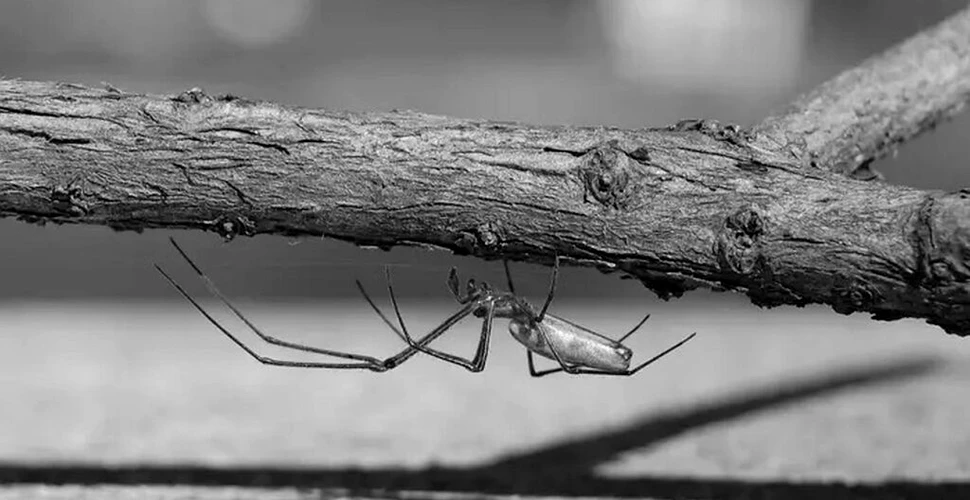 Un studiu arată că păianjenii pot contamina cu mercur animalele