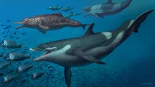 Specii de delfini necunoscute până acum, vechi de 20 de milioane de ani, au fost descoperite în Elveția