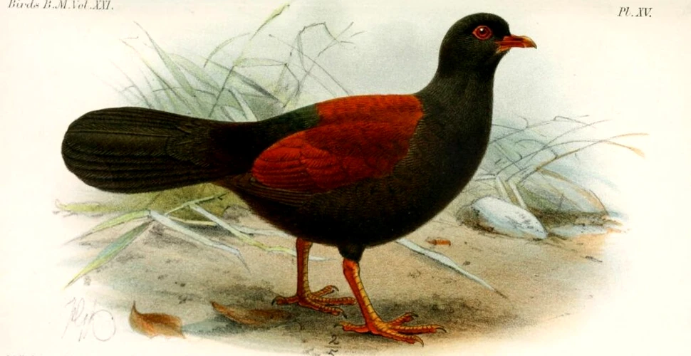 O specie pierdută de porumbel a fost văzută din nou după mai bine de 100 de ani