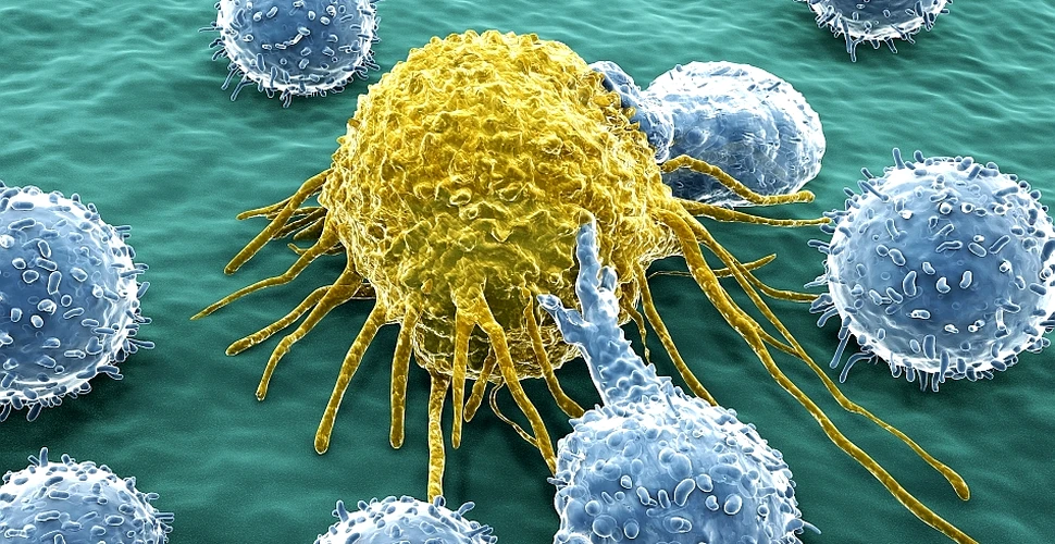 O nouă strategie în lupta cu cancerul: cercetătorii au „convins” sistemul imunitar să atace celulele maligne