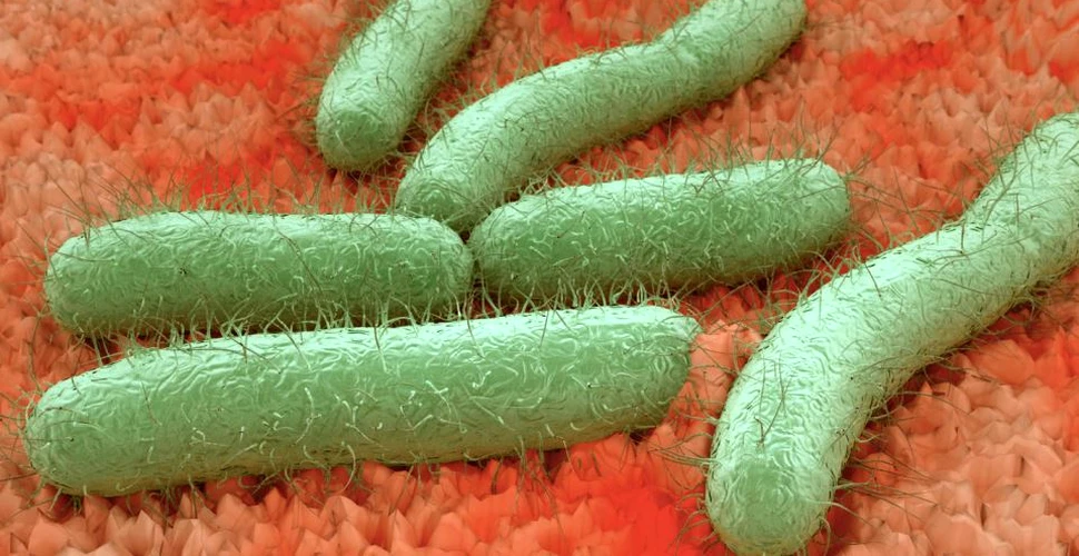 Simptomele şi cauzele infecţiei cu E.coli