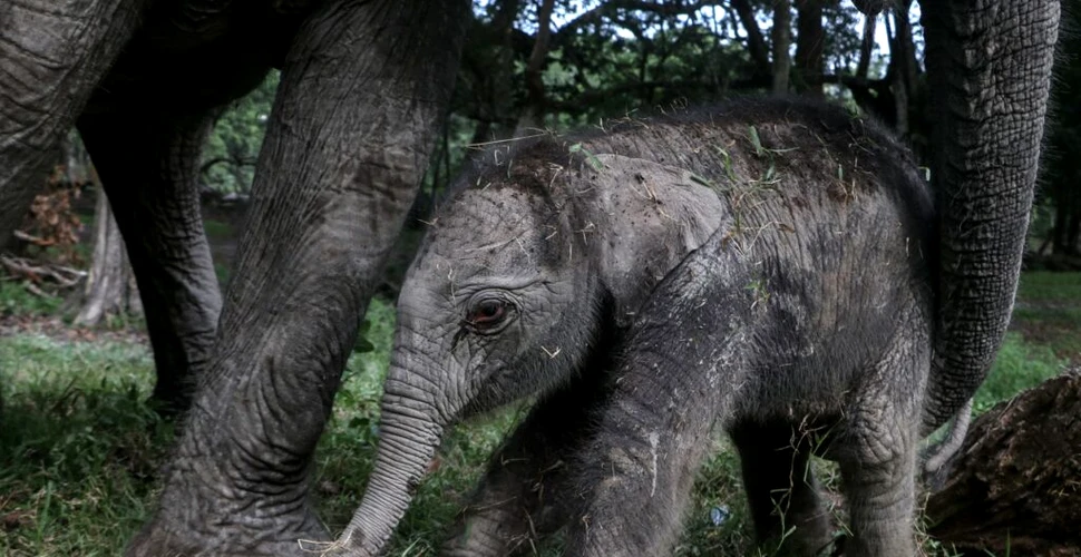 Un pui de elefant dintr-o specie aflată în pericol de dispariție s-a născut într-un parc natural din Indonezia