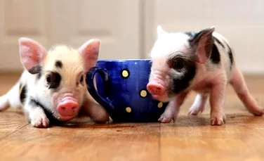 Porcii ”pitici” vor fi modificaţi genetic pentru a rămâne mici. Care este MOTIVUL