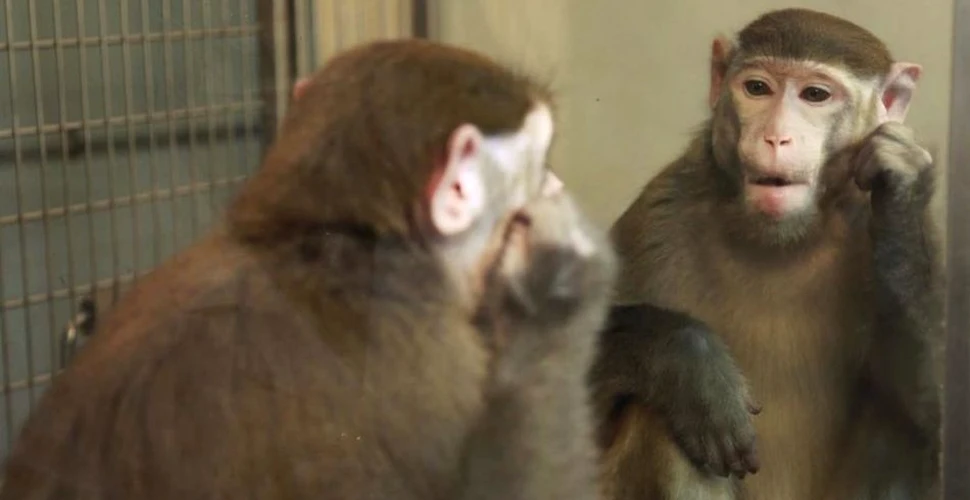 Cum reacţionează o maimuţă atunci când se vede în oglindă?