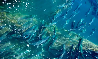 A intrat în vigoare un acord istoric pentru combaterea pescuitului excesiv