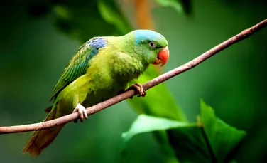 Se pare că nu doar oamenii, ci și papagalii folosesc nume pentru a vorbi între ei