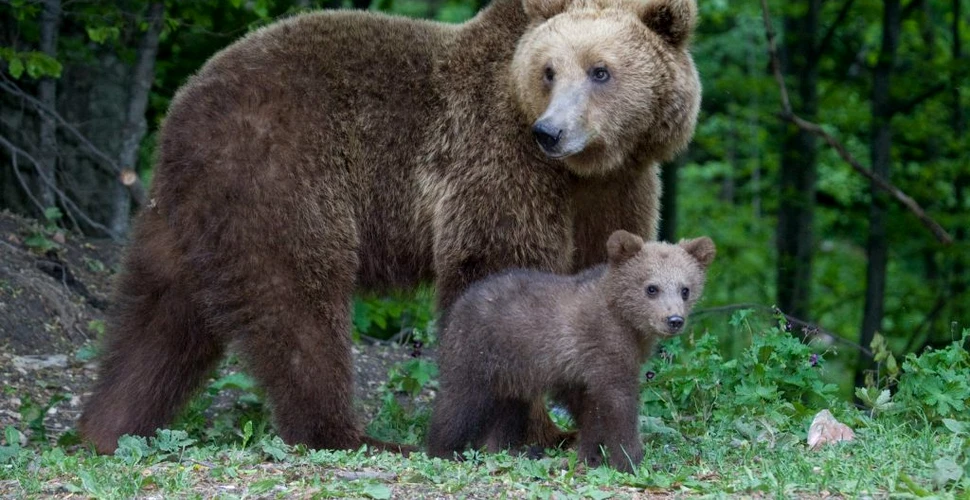 Intervenția imediată împotriva urșilor periculoși în extravilan, aprobată în România