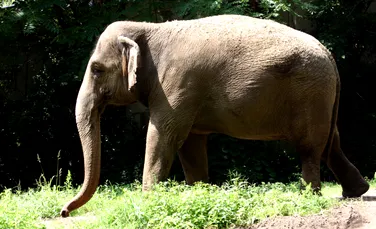Avocații încearcă să o facă pe Happy un elefant cu personalitate juridică