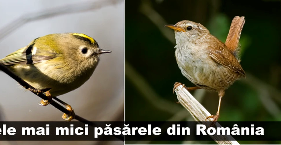 Cele mai mici păsărele din România