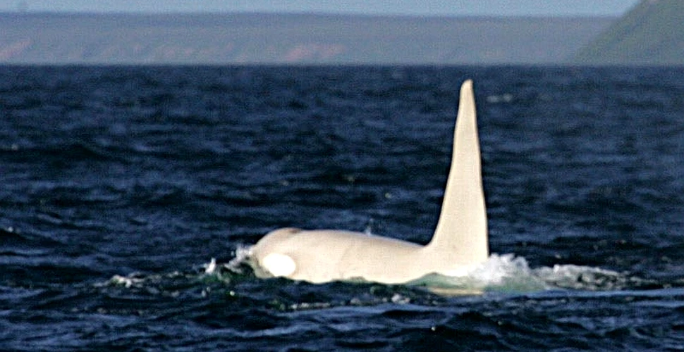 Iceberg este prima balenă ucigaşă de culoare albă zărită în sălbăticie (VIDEO)