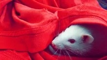 Somnul declanșat de stres îi poate ajuta pe șoareci să facă față anxietății ulterioare