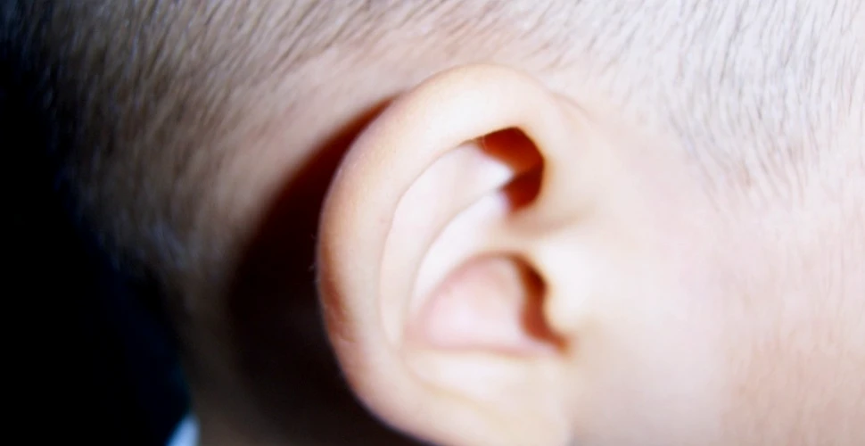 În premieră, copiilor cu o afecţiune rară le-au fost ataşate urechi crescute în laborator