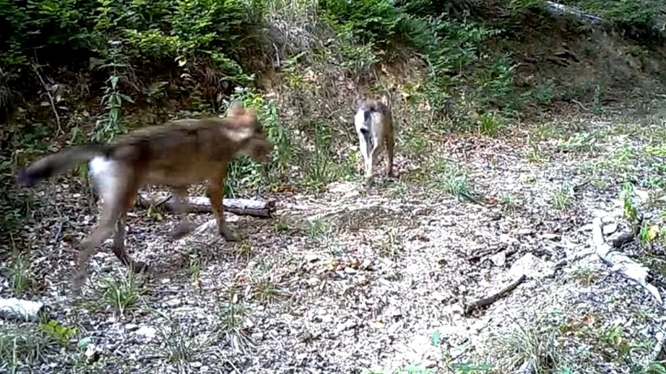 Imagini rare cu o haită de lupi, surprinse într-o pădure din Parcul Național Semenic-Cheile Carașului