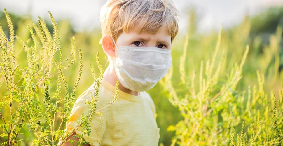 Alergia la ambrozie: ce simptome are şi ce tratament trebuie să se urmeze