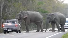 Cum îşi învaţă un elefant din Thailanda puiul să fure mâncare din maşini – VIDEO