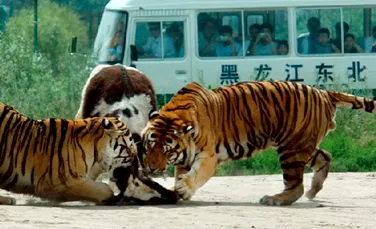 Socant! Distractie sadica la o gradina zoologica din China (VIDEO)