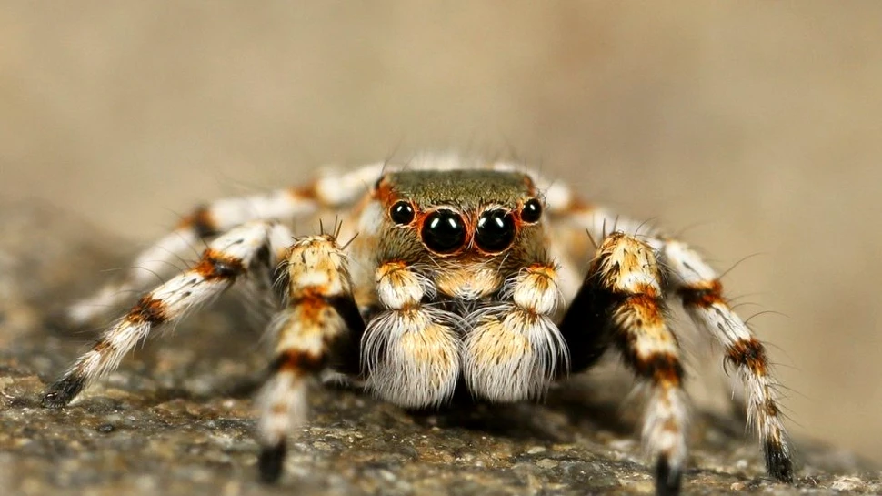 Marea migrație a tarantulelor. Masculii vor străbate chiar și zeci de kilometri pentru a-și găsi perechea