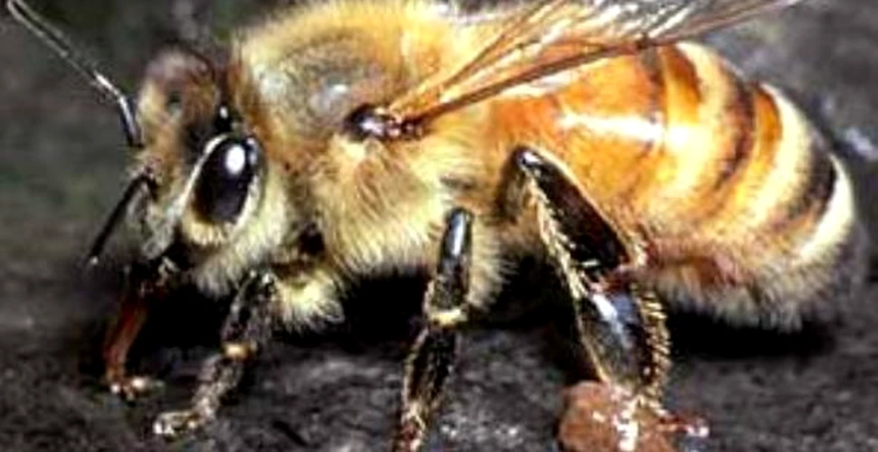 Nici albinele ucigase nu mai sunt ce erau odata