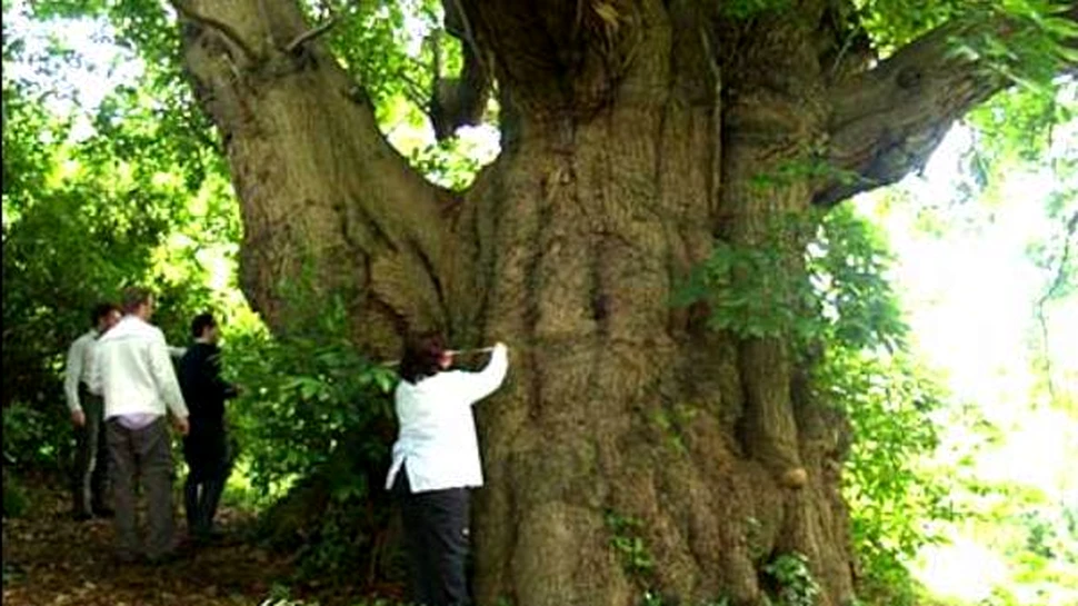 Vanatoarea de comori vii: Marea Britanie inventariaza arborii stravechi