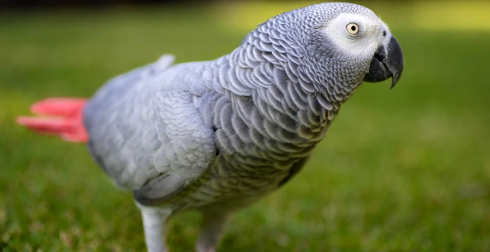 Papagalii care îşi ajută semenii şi îl contrazic pe Darwin
