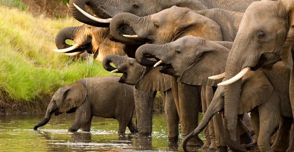 Capturile de fildeş le-au depăşit pe cele de cocaină: 30.000 de elefanţi sunt ucişi anual