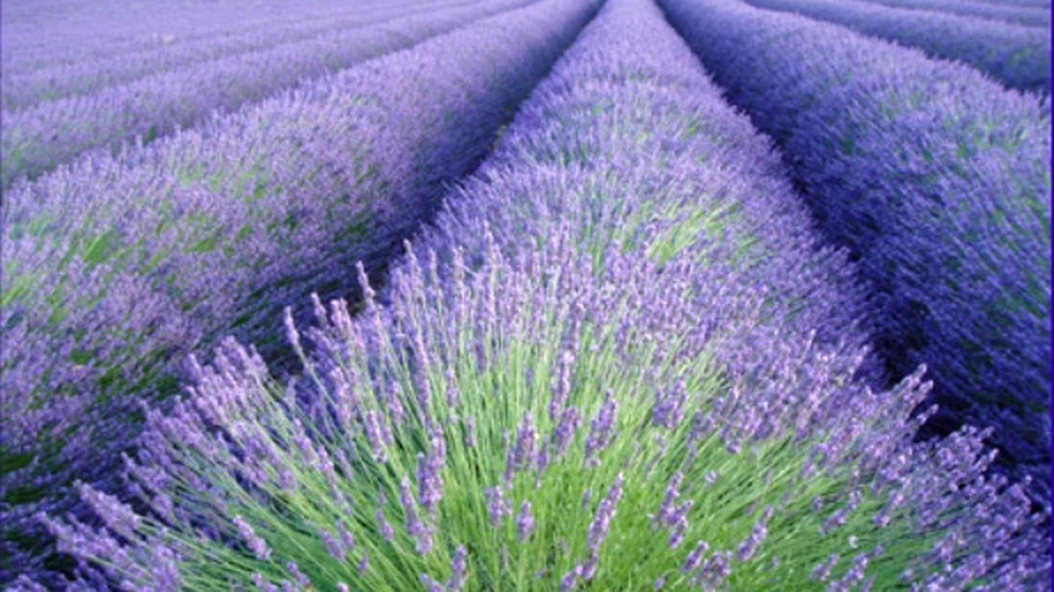 Mirosul unor flori poate reduce stresul