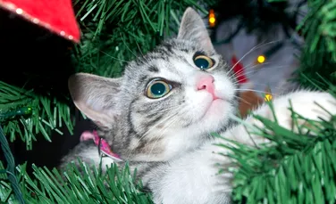 Crăciunul, cea mai aşteptată sărbătoare pentru..pisici